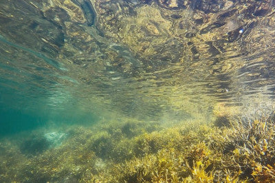 Plan 28 días: Aceite Liporeductor