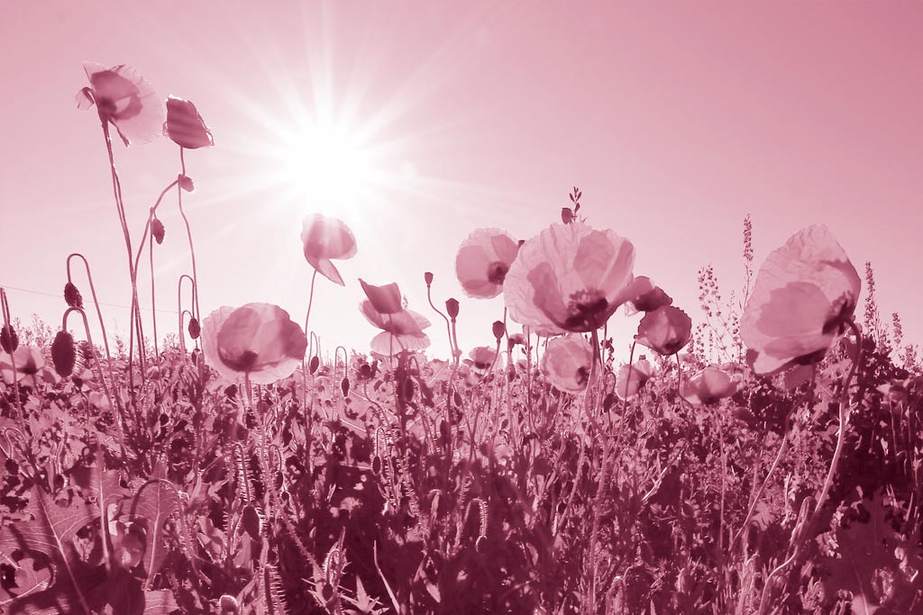 flores